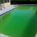 How to Prevent and Treat Algae in a Pool