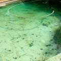 Natural Methods for Algae Control in Pools: Maintaining a Clean and Healthy Swimming Pool